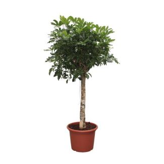 Plante paraplu nain Compacta