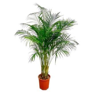 Dypsis Lutescens (Palmier Areca) - Plante d'intérieur de 160 cm - Palmier doré avec pot de ø27 - Plante d'intérieur purificatrice d'air