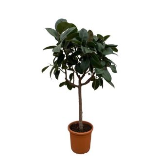 Plante d'intérieur sur tige Ficus Elastica Robusta, 180 cm de hauteur, pot de ø35, Plante en caoutchouc vert foncé