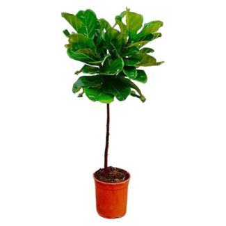 Plante violon, Ficus Lyrata, Plante d'intérieur, ø24cm, 130cm de haut