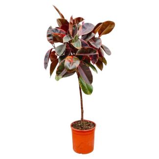 Caoutchouc multicolore sur tige (Ficus Elastica Belize) pour espaces intérieurs, 130 cm de haut, ø24