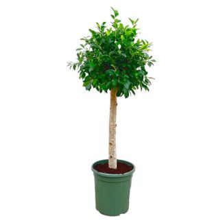 Ficus Nitida sur Tige Vert Foncé – Arbre Persistant, 1,3 m de Haut, Ø30 cm