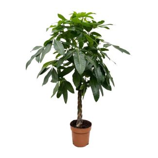 Plante Watercacao - Plante d'intérieur tropicale pour divers environnements intérieurs, 150 cm de hauteur, pot de ø27