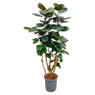 Plante d'intérieur Polyscias Fabian / Plante d'intérieur Ming Aralia, 1 mètre de haut - ø24