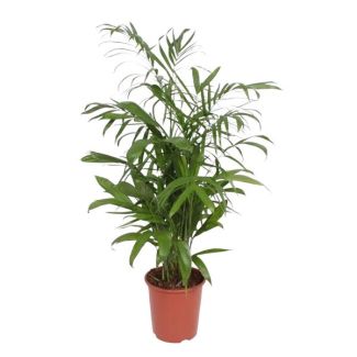 Palmier bambou, Plante d'intérieur, Palmier, Chamaedorea Seifrizii - 140 cm - ø27
