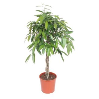 Ficus Amstel King – tronc tressé
