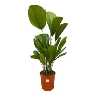 Palmier Licuala Grandis - 90 cm - ø27 - Palmier d'intérieur tropical