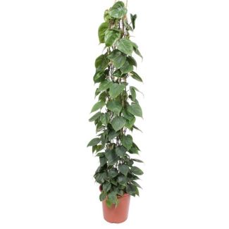 Plante d'intérieur sur treillis avec des feuilles en forme de cœur, plante grimpante Philodendron Scandens, 160 cm de haut - ø27