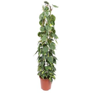 Plante d'intérieur Philodendron Scandens Brasil sur treillis, 1,6 m de haut, 27 cm de diamètre de pot
