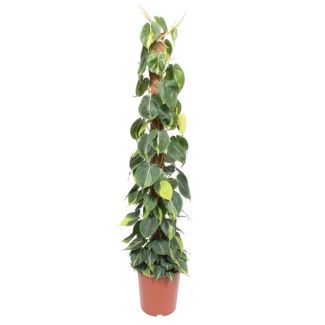 Plante grimpante Philodendron Scandens Brasil sur tige de mousse - 150 cm de hauteur, 27 cm de diamètre de pot