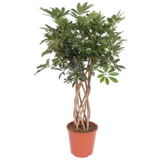 Plante d'intérieur verte Schefflera sur tige, Arbre à doigts, 130 cm de haut, Ø30cm