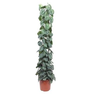 Plante d'intérieur au charme contemporain Scindapsus Pictus Trebie treillis - 160 cm - ø27