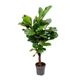 Variante ramifiée de la plante d'intérieur Ficus Lyrata, 1,3 m de haut, ø27