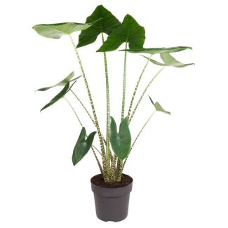 Plante zèbre d'intérieur | Plante d'intérieur avec motif zèbre | Alocasia Zebrina - 130 cm de haut - ø32