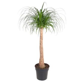 Bouteille (tige de Beaucarnea) plante d'intérieur ombre/mi-ombre - 120 cm - ø32