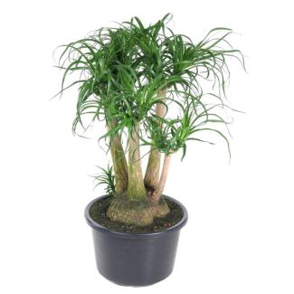 Bouteille d'arbre ramifié (Beaucarnea) - 110 cm - ø41 - Sûr pour les animaux de compagnie - Grande plante d'intérieur
