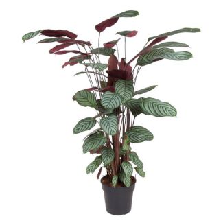 Roseopicta d'intérieur avec des feuilles vertes et roses (Calathea Oppenheimiana), 130 cm de haut - ø27