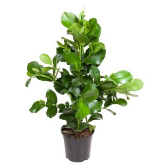 Clusia Rosea intérieur | Arbre à signature intérieur - 100 cm - ø24 cm