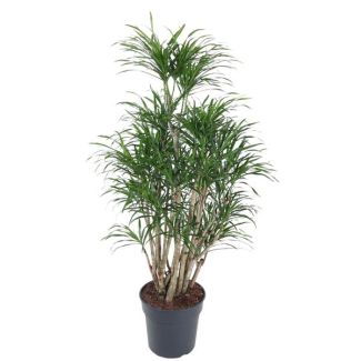 Arbre-dragon Anita ramifié | Plante d'intérieur verte Dracaena Anita - 160 cm de haut - ø34