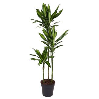 Plante dragon Cintho / Dracaena Cintho / Plante d'intérieur mi-ombre - environ 1,6 m de haut, pot de 24 cm