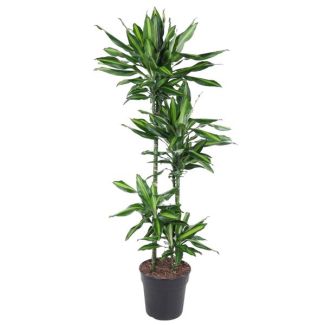 Dracaena Cintho intérieur 150 cm de haut - ø27 cm | Apparence verte