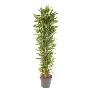 Plante Dracaena Cintho - Grande plante d'intérieur à l'apparence verte - environ 2,1 mètres de haut - ø40 cm