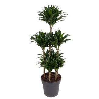 Plante d'intérieur verte foncée Dracaena Compacta Carrousel - 130 cm de hauteur - ø31 - conditions de lumière mi-ombre