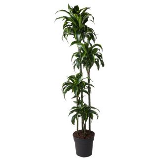 Plante Dracaena Dorado intérieure (Dracaena Dorado) - 170 cm - ø27 cm - Emplacement à mi-ombre