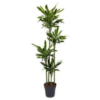 Plante dragon Côte d'Or / Dracaena Golden Coast - environ 1,70 m de haut - diamètre du pot ø27 cm