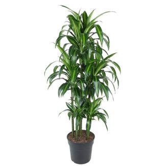 Plante Tropicale Élégante - Dracaena Hawaiiana Carrousel 150 cm - ø31 cm