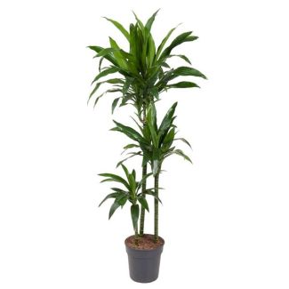 Plante Dracaena Janet Craig - 150 cm de hauteur | Plante d'intérieur verte luxuriante pour tous les intérieurs