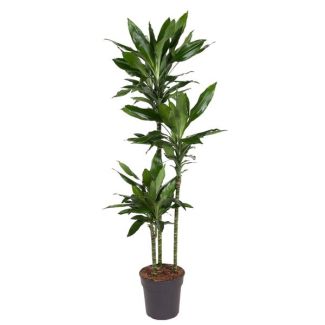 Dracaena Janet Lind - 150 cm - ø24 - Le Complément Vert Parfait pour Chaque Espace Intérieur