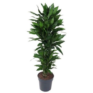 Dracaena Janet Lind - 120 cm - Plante d'intérieur élégante avec des feuilles vert foncé