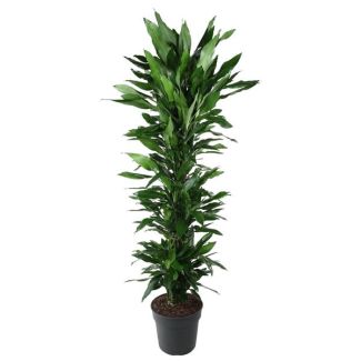 Luxe Dracaena Janet Lind ramifiée - 170 cm - Idéal pour un air intérieur sain