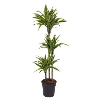 Plante Limonier d'intérieur (Dracaena Lemon Lime), 130 cm - taille de pot 24 cm