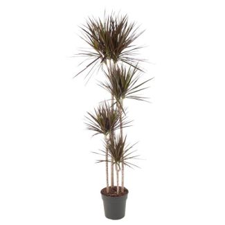 Plante d'intérieur élancée Dracaena Magenta avec des bords magenta-roses frappants, 180 cm - ø27