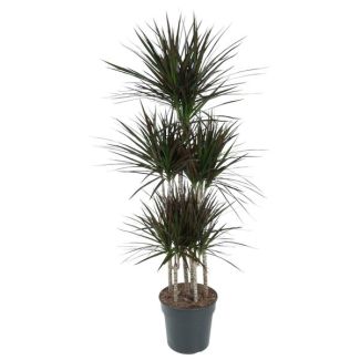 Dracaena Magenta Carrousel - 150 cm de hauteur - Plante élégante avec des accents magenta pour la décoration intérieure