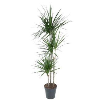 Dracaena Marginata 160 cm - Plante d'intérieur à bord rouge élégant