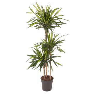 Plante d'intérieur Dracaena Riki - 140 cm - Parfaite pour les espaces intérieurs