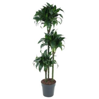 Plante dragon tatouée d'intérieur, plante d'intérieur verte foncée remarquable, 140 cm - ø24