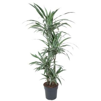 Dracaena Warneckei Carrousel - Plante d'intérieur de 150 cm avec des bandes blanches