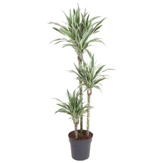 Dracaena White Stripe 150 cm - Plante d'intérieur élégante à rayures blanches Ø24 cm - Plante d'intérieur pour chaque espace