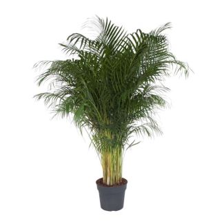 Dypsis Lutescens - 200 cm - Ø34 cm | Palm Areca Exotique / Palm d'Or pour la Maison