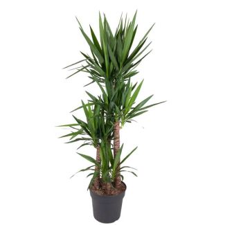 Lys de palmier / Yucca Elephantipes, plantes d'intérieur à feuilles fines et persistantes, 180 cm - ø34