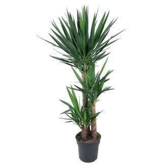 Superbe Yucca - plante d'intérieur en forme de palmier - Yucca Elephantipes vert foncé - environ 140 cm de haut - ø27
