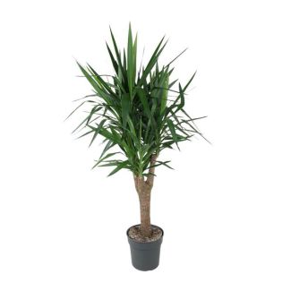 Yucca Elephantipes ramifiée 150 cm avec un diamètre de pot ø31 - Plante d'intérieur verte à faible entretien