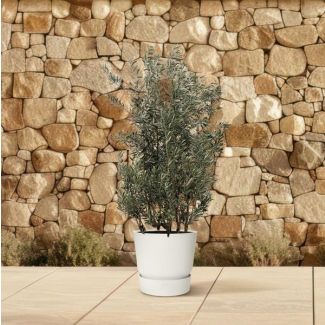 Olea europaea arbuste - 250 cm - Ø55 cm