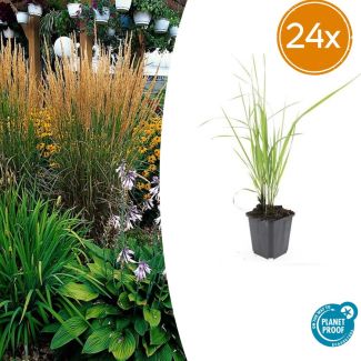 20 pièces de Calamagrostis acutiflora 'Karl Foerster' - couvre-sol / plante de bordure