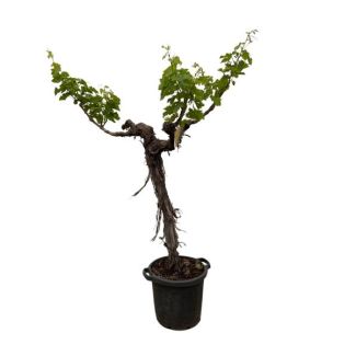 Vigne ramifiée (Vitis Vinifera), environ 220 cm de haut
