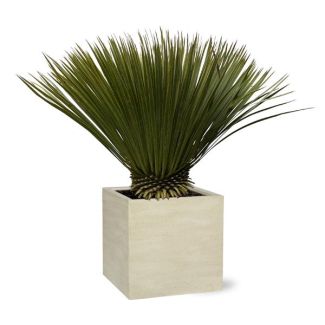 Lys de palm bleu